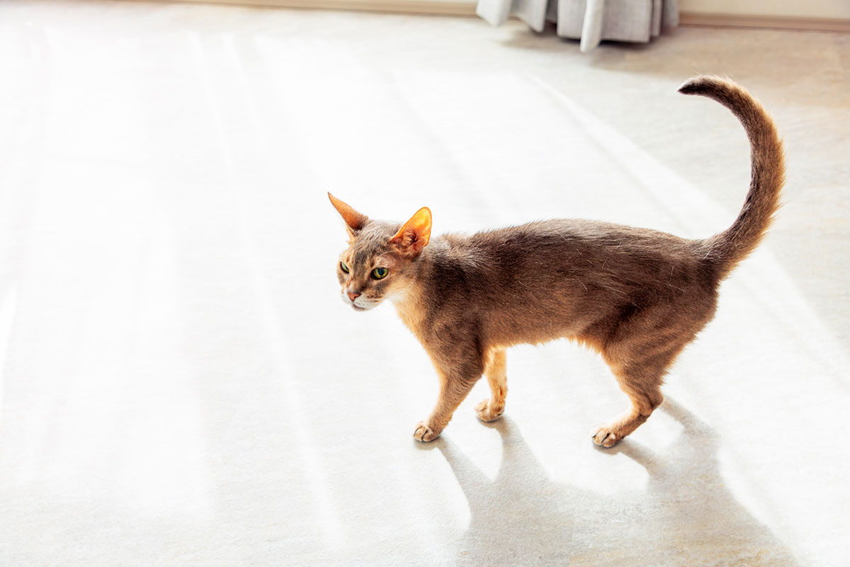 床はペットも人も滑りにくいフロアタイル